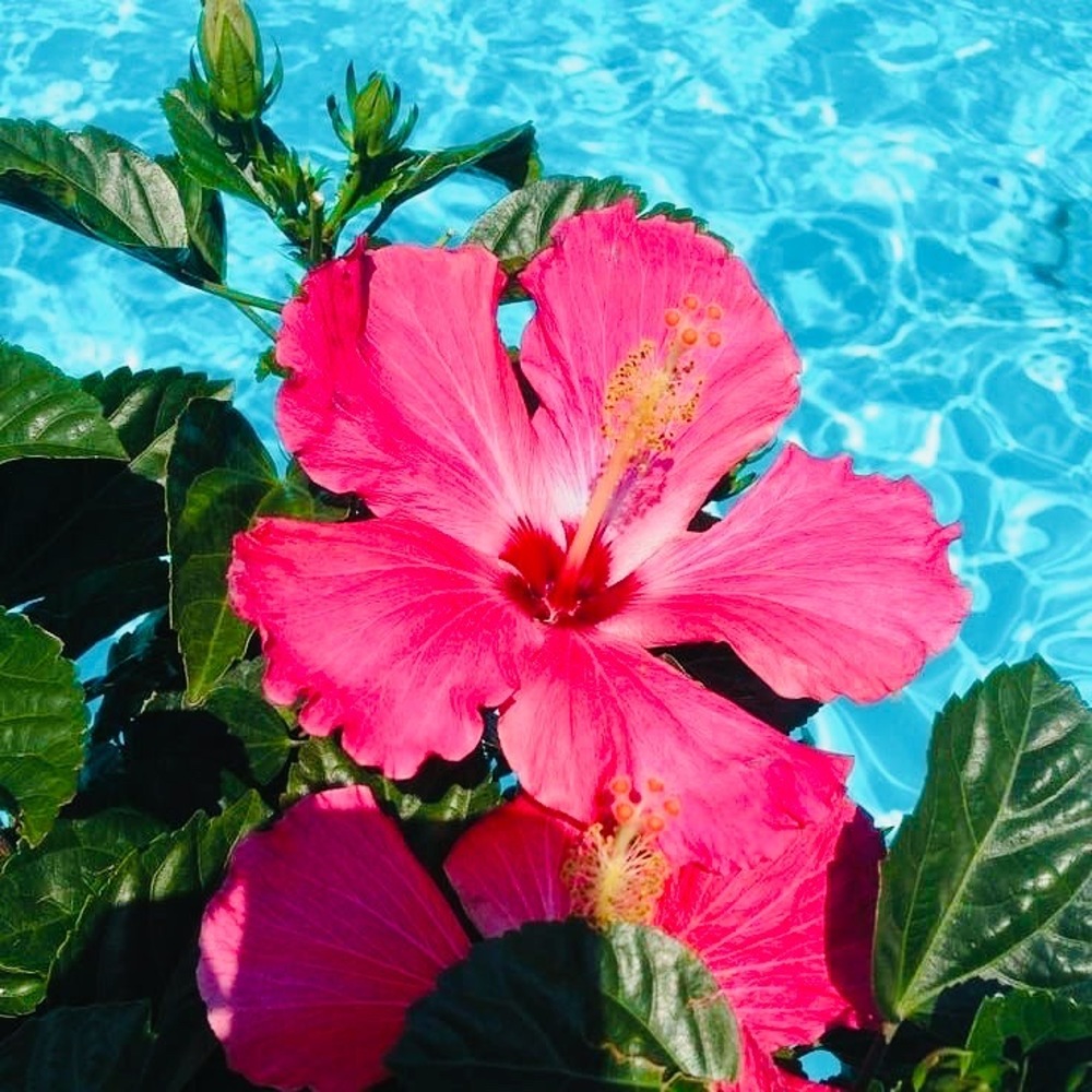 🌴🌸🐬🌴🌸🐬🌴🌸🐬🌴🌸🐬🌴🌸🐬🌴 - Picture 10 of 13